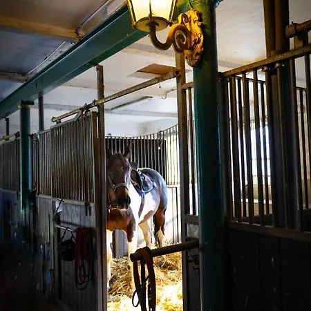 Lejlighed Fewo Mit Pferdeboxen, Paddock Und Weide In Der Lueneburger Heide *